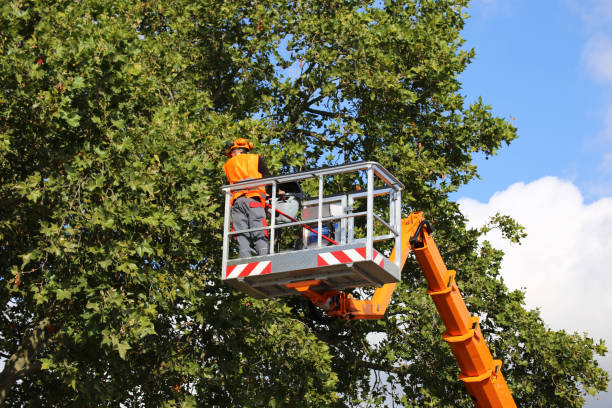 Best Storm Damage Tree Cleanup  in Millers Creek, NC