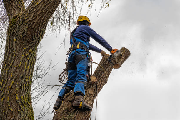 Best Palm Tree Trimming  in Millers Creek, NC