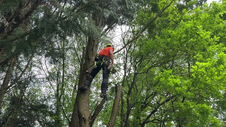 Best Tree Health Inspection  in Millers Creek, NC