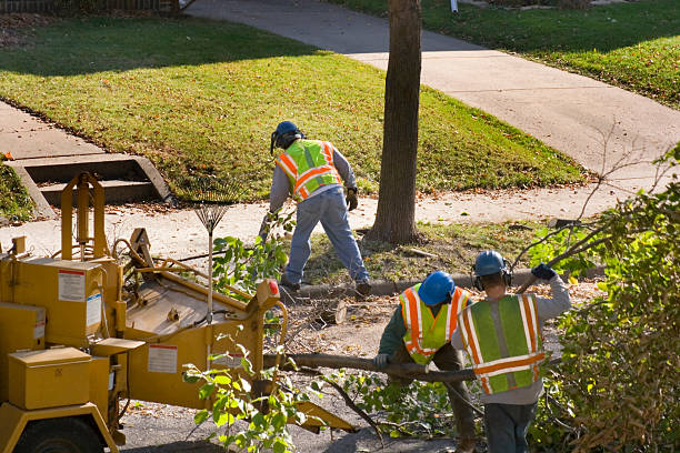 Best Seasonal Cleanup (Spring/Fall)  in Millers Creek, NC